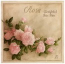 cabbage rose,Rose de Mai,گل سرخ پیوندی
